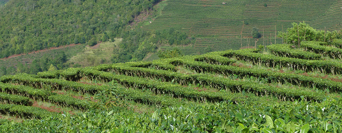 Yunnan Teas - Our Top 5