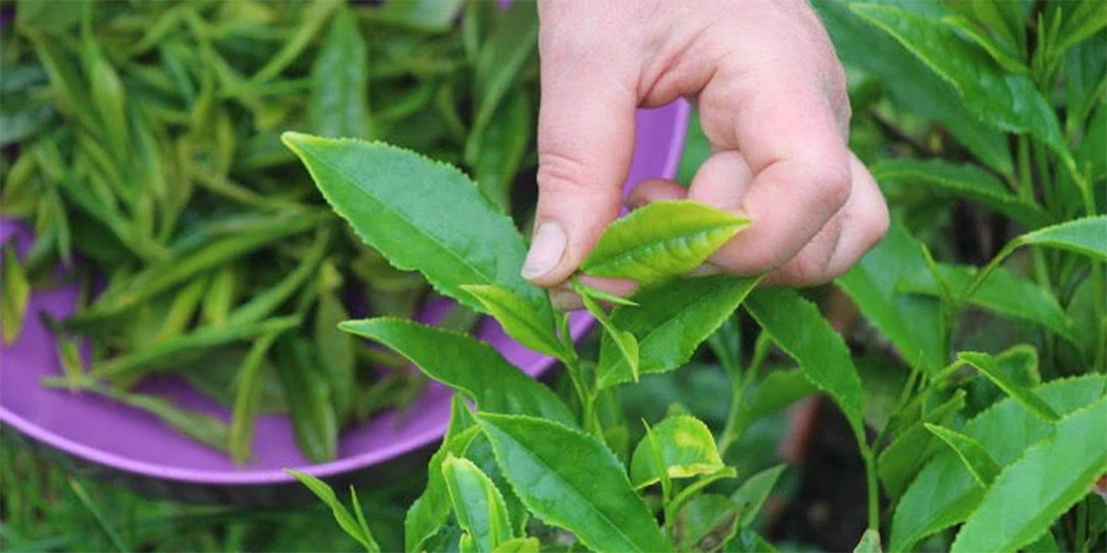 An Introduction To The Tea Plant