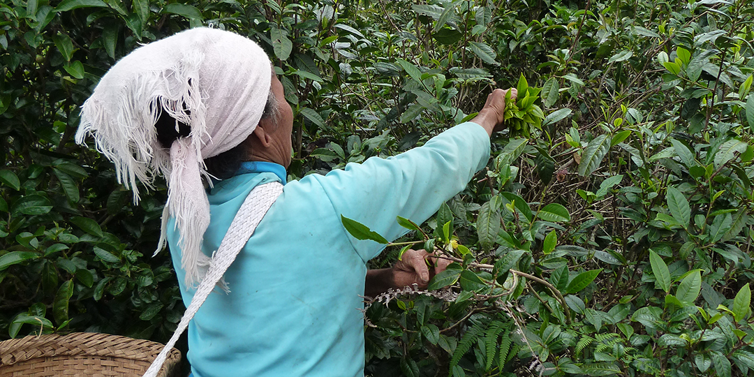 Chinese Teas to celebrate Chinese New Year of the Ox!