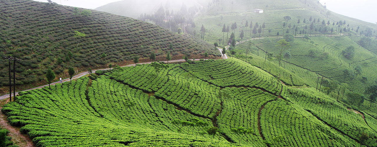 Autumn Flush Darjeeling - The 'Champagne of Teas'