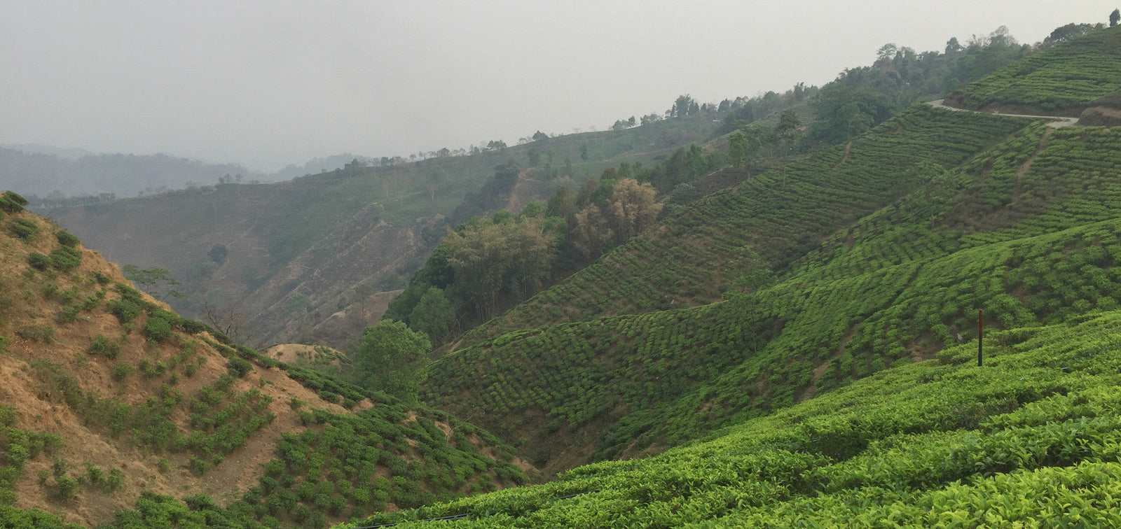 Rohini First Flush Teas