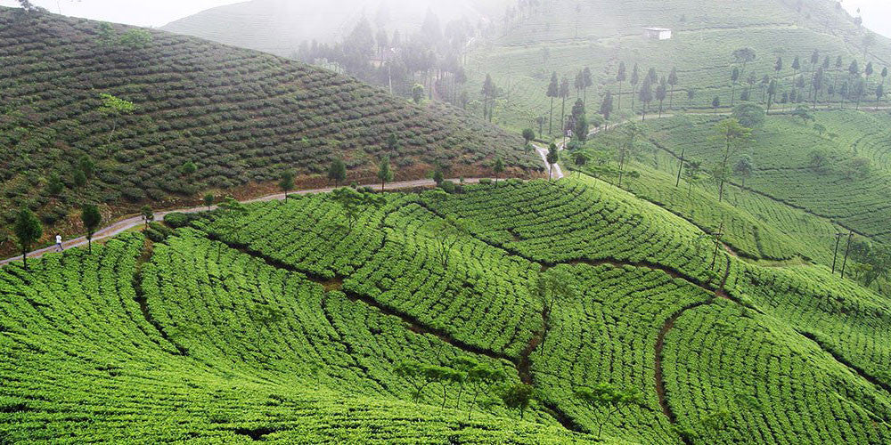 Panitola Assam Tea