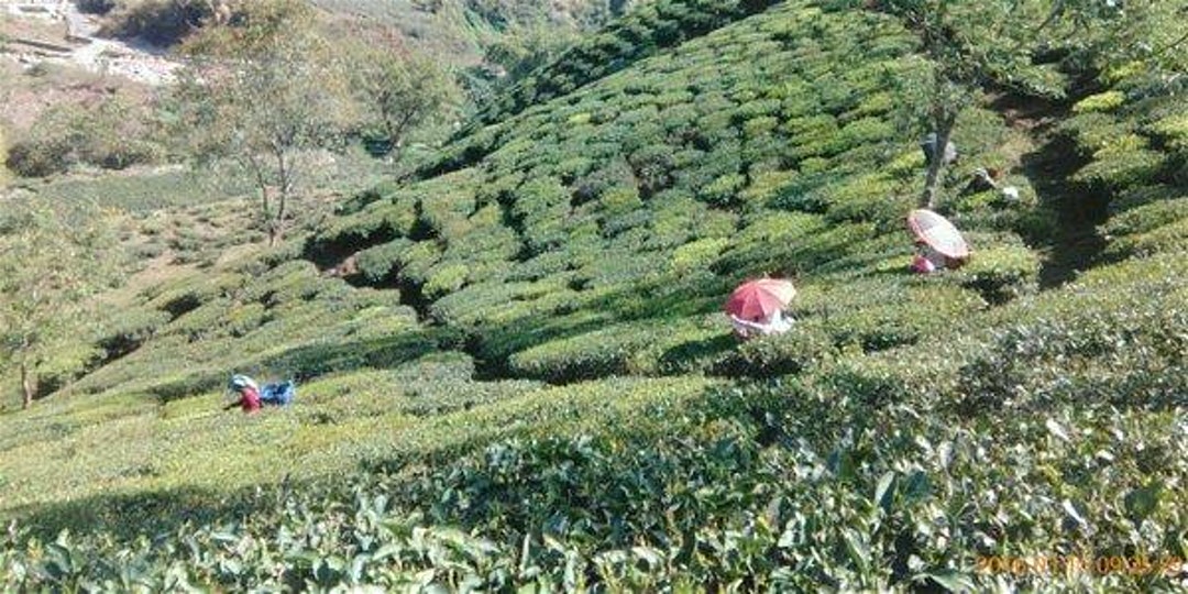 Darjeeling Tea Tasting
