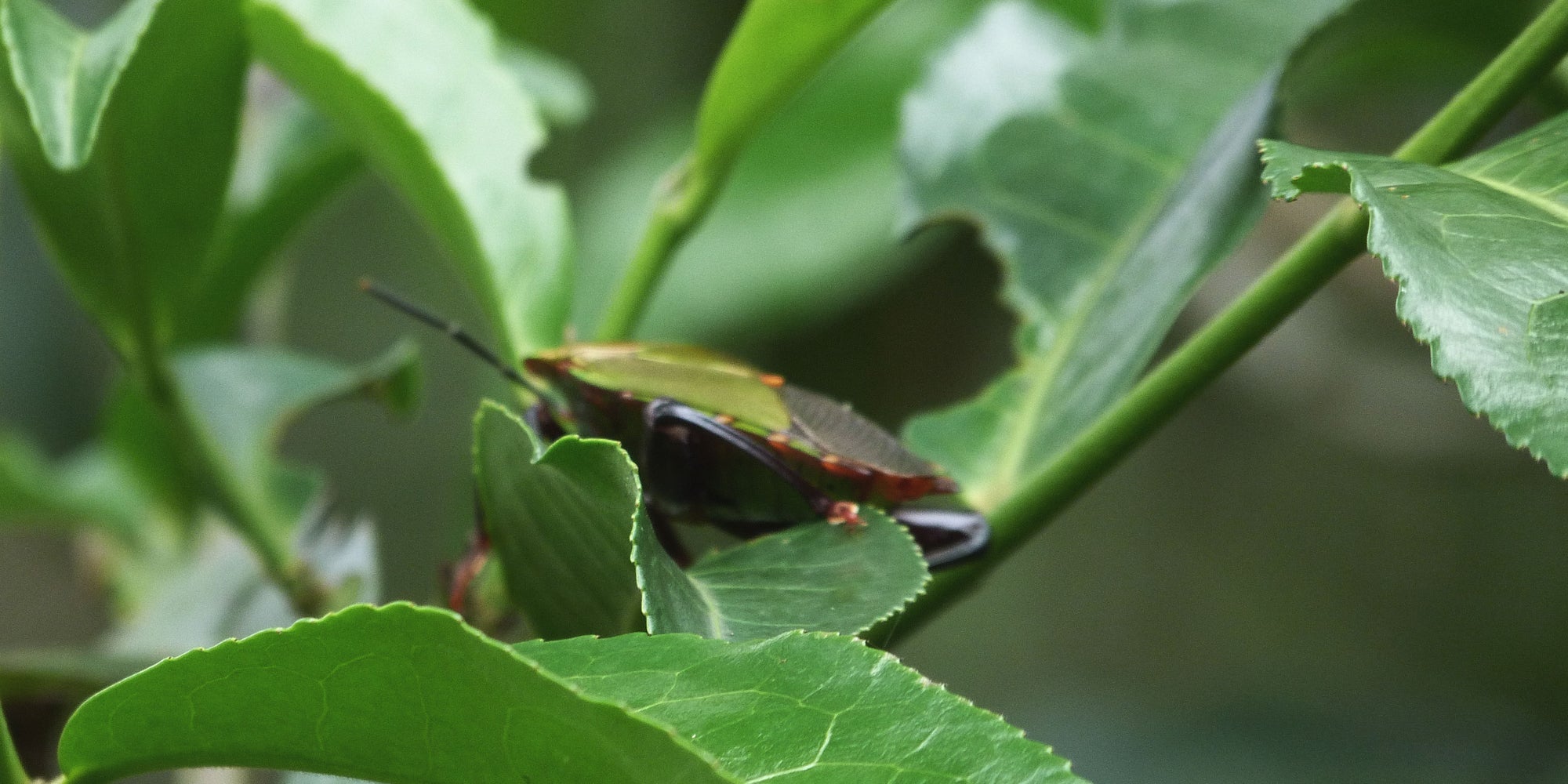 World Environment Day at PekoeTea - Image of an insect on a tea leaf