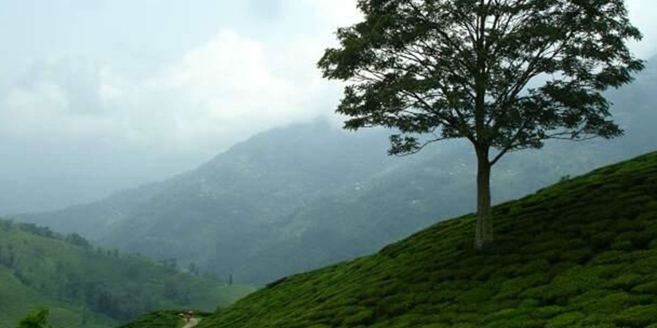 2014 Darjeeling Teas