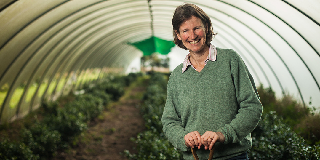 Interview with Scottish tea grower Susie Walker-Munro of Tea Gardens of Scotland