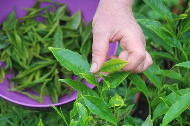 An Introduction To The Tea Plant