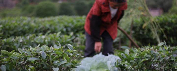 Handmade Chaozhou Teapots